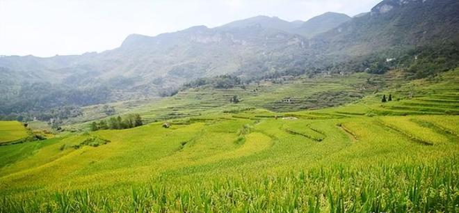 茗越家乡富硒大米(富硒优质大米)-硒宝网