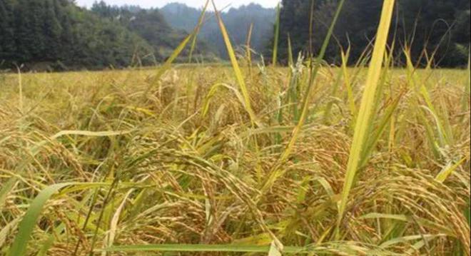 茗越家乡富硒大米(富硒优质大米)-硒宝网