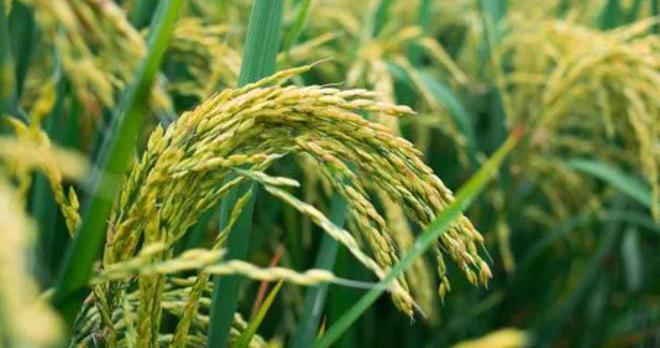 茗越家乡富硒大米(富硒优质大米)-硒宝网