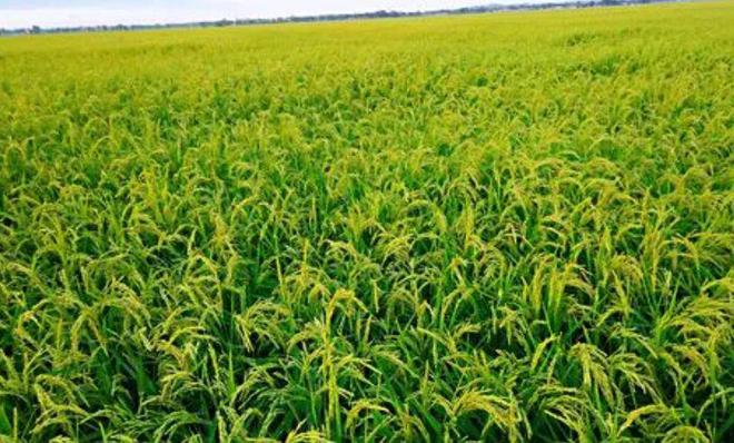 茗越家乡富硒大米(富硒优质大米)-硒宝网