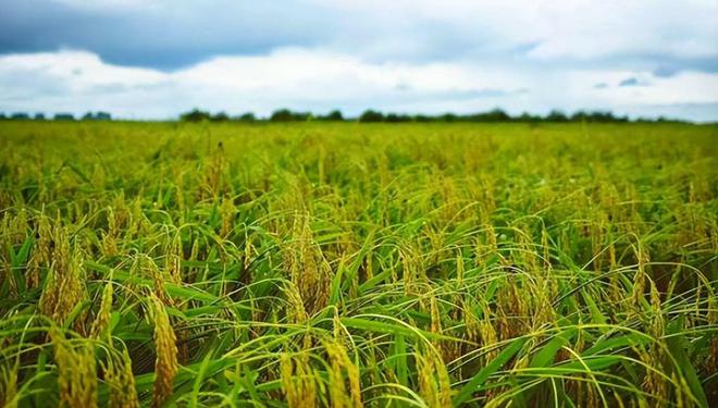 茗越家乡富硒大米(富硒优质大米)-硒宝网