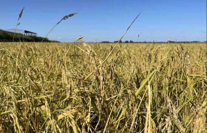 茗越家乡富硒大米(富硒优质大米)-硒宝网