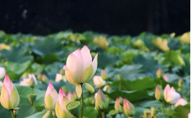 和安方正富硒大米(方正富硒米多少钱一斤)-硒宝网