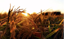 和安方正富硒大米(方正富硒米多少钱一斤)-硒宝网