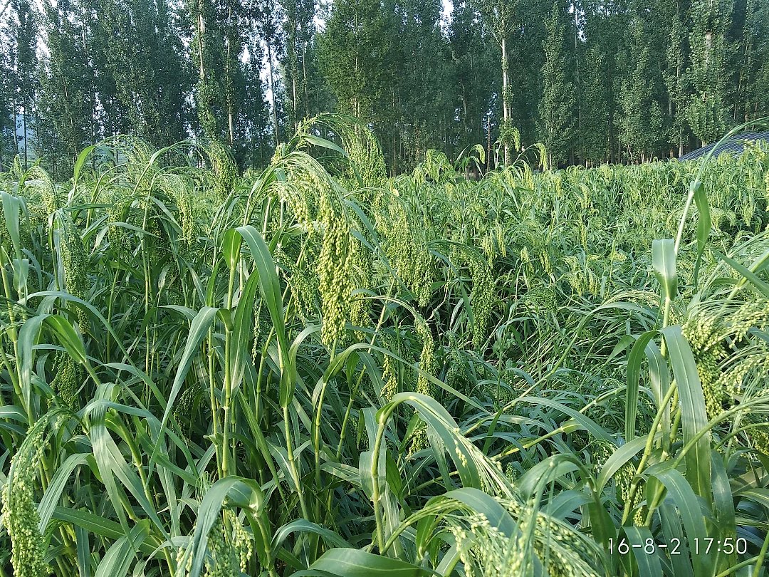 量子高钙富硒大米(富硒大米含硒量多少)-硒宝网