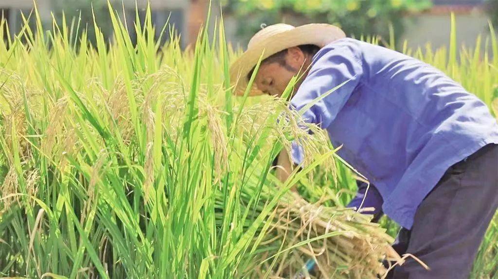 江苏上阜富硒大米(富硒优质大米)-硒宝网