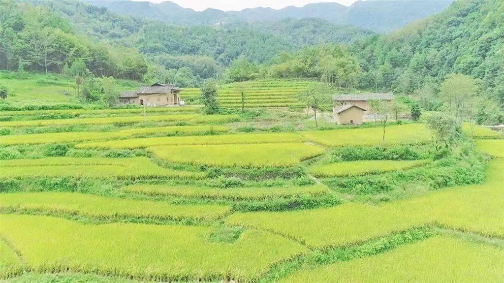 江苏上阜富硒大米(富硒优质大米)-硒宝网