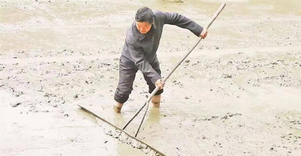 江苏上阜富硒大米(富硒优质大米)-硒宝网