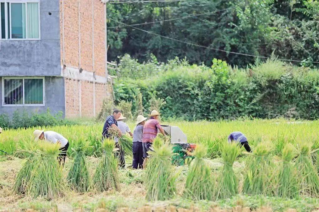 江苏上阜富硒大米(富硒优质大米)-硒宝网