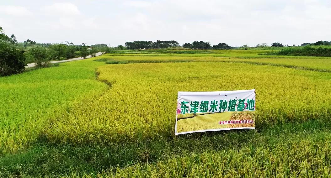 木格北一富硒大米（富硒大米口感如何）-硒宝网