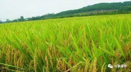 中投国粮富硒大米（富硒大米基地）-硒宝网