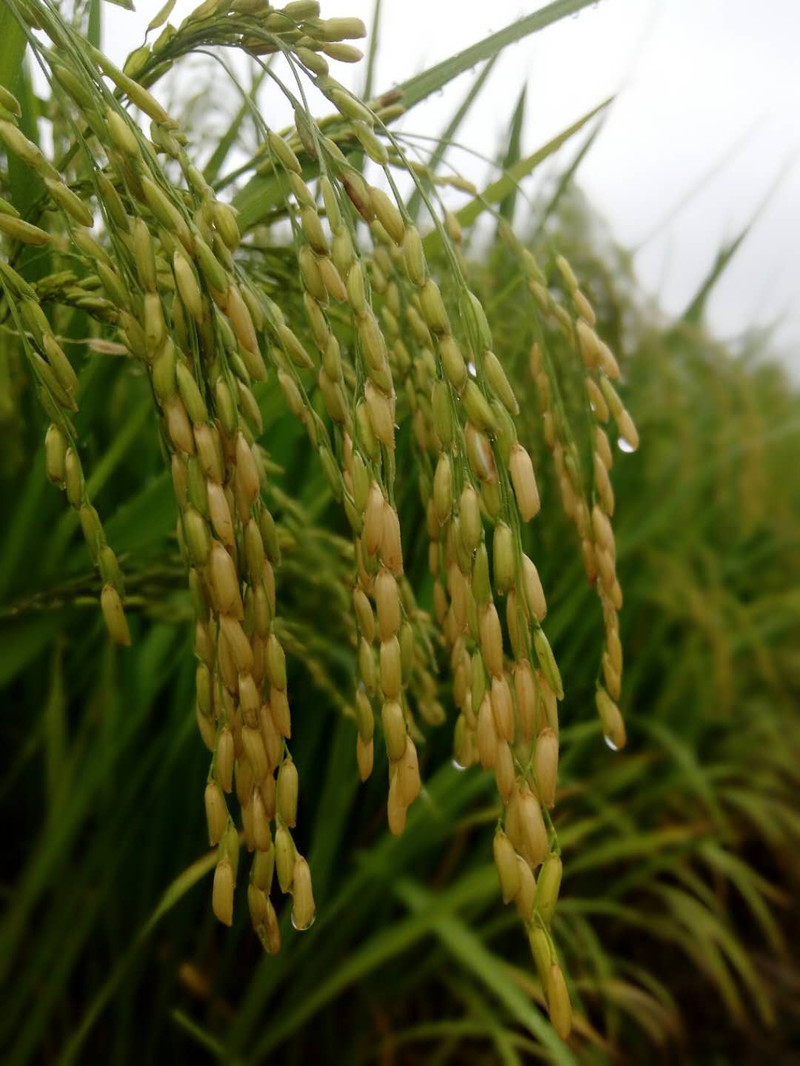 有机富硒大米一览（富硒大米成分表）-硒宝网