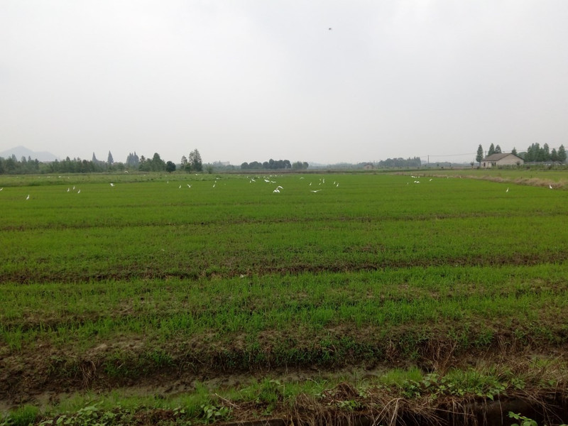 有机富硒大米一览（富硒大米成分表）-硒宝网