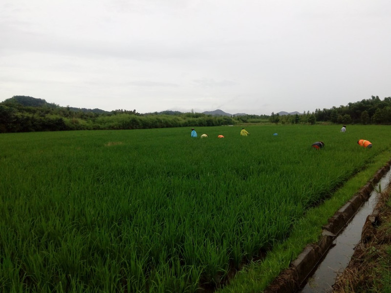 有机富硒大米一览（富硒大米成分表）-硒宝网