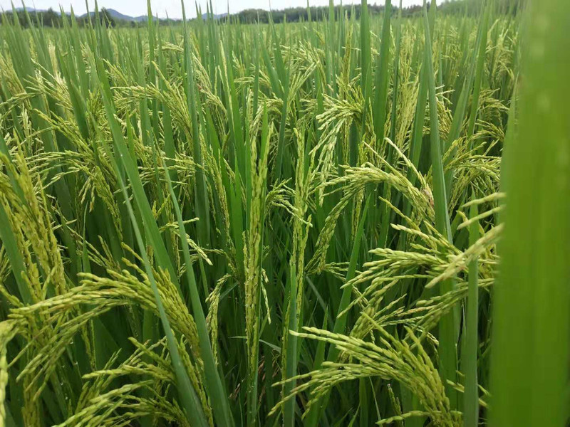 有机富硒大米一览（富硒大米成分表）-硒宝网