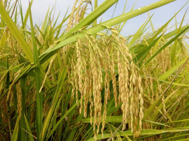 有机富硒大米一览（富硒大米成分表）-硒宝网