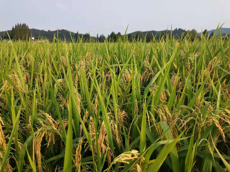有机富硒大米一览（富硒大米成分表）-硒宝网
