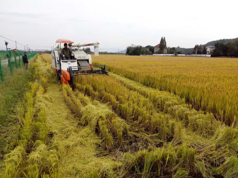 有机富硒大米一览（富硒大米成分表）-硒宝网
