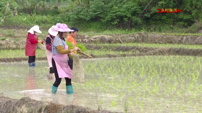 富硒大米的致富路(富硒大米的绿色骗局)-硒宝网