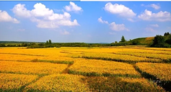 五常大米富硒香米(五常大米富硒米的价钱)-硒宝网