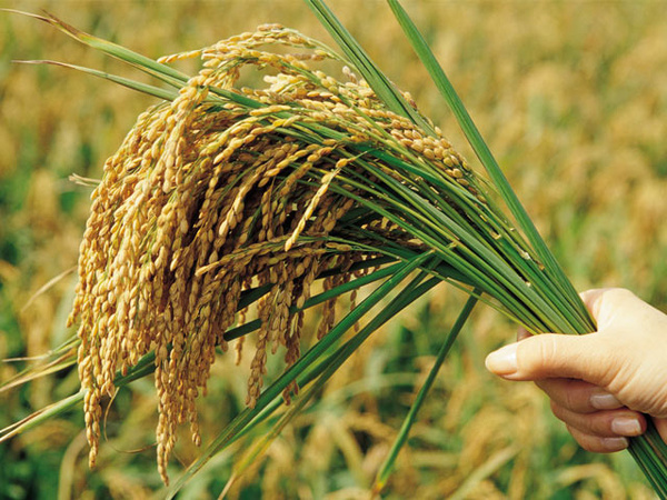 富硒大米要不要淘（富硒大米怎样）-硒宝网