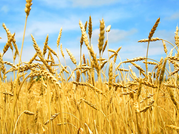 富硒大米要不要淘（富硒大米怎样）-硒宝网