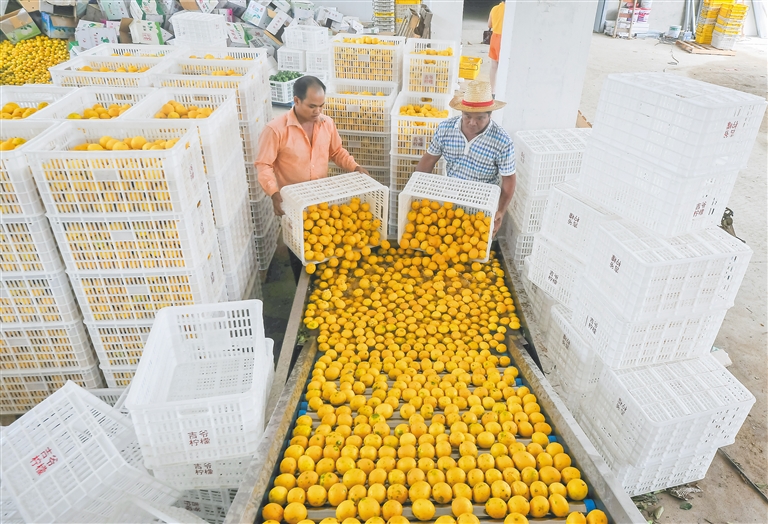 海南万宁富硒大米(海南定安富硒大米)-硒宝网