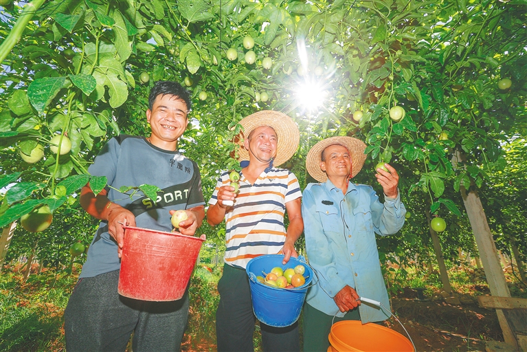 海南万宁富硒大米(海南定安富硒大米)-硒宝网