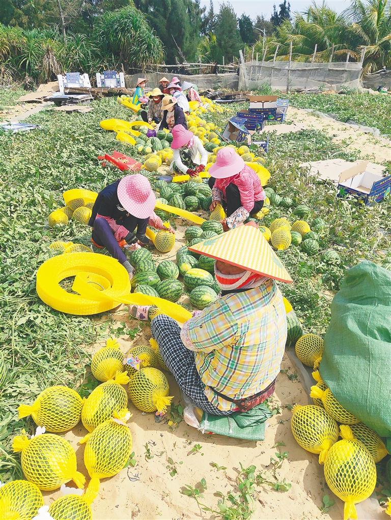 海南万宁富硒大米(海南定安富硒大米)-硒宝网