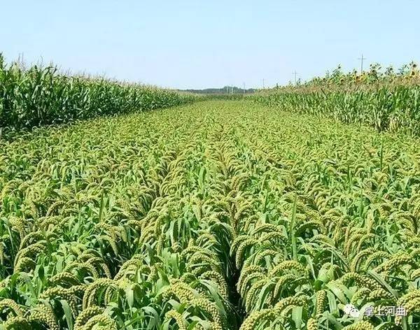 原生态富硒黑大米(大米生态黑富硒原料有哪些)-硒宝网