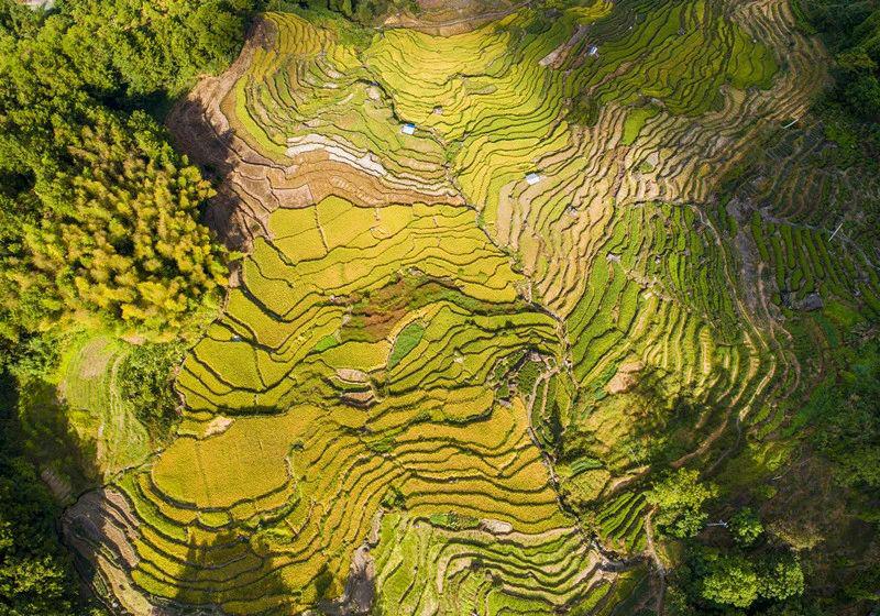 阿拉尔富硒锌大米(锌硒大米多少钱一斤)-硒宝网