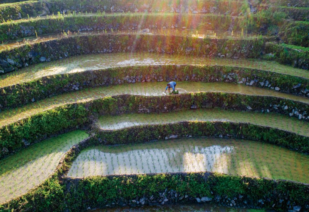 阿拉尔富硒锌大米(锌硒大米多少钱一斤)-硒宝网