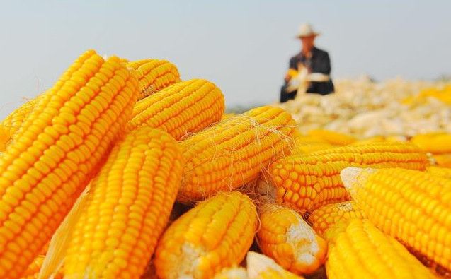 富硒大米酒价格表（富硒大米标准号）-硒宝网