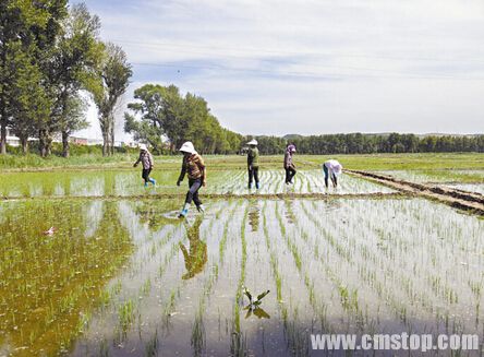 榆阳鱼河富硒大米（榆林鱼河大米咋样）-硒宝网