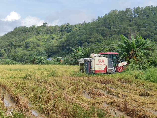 种富硒大米亩产值(富硒大米含量最高的有多少)-硒宝网