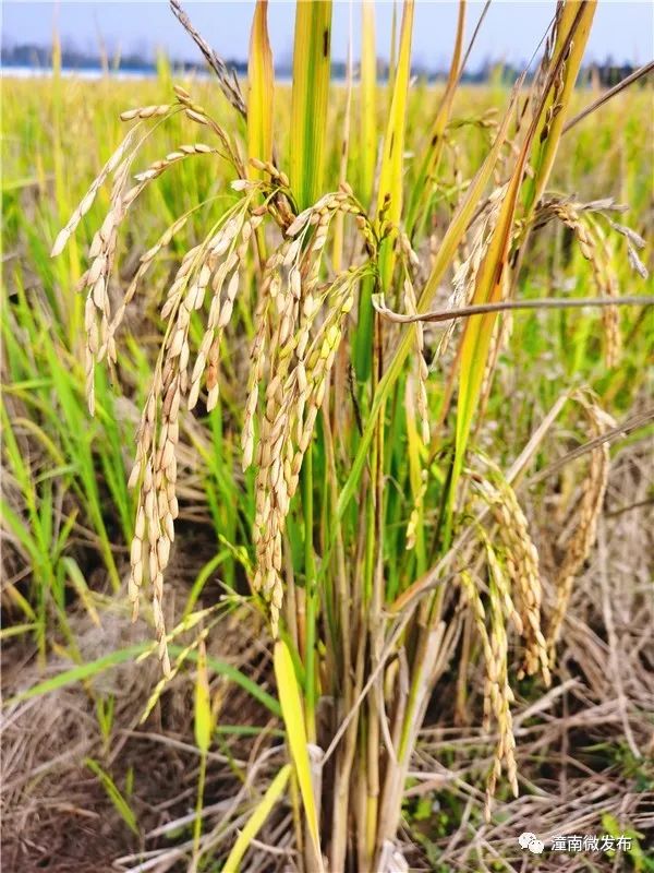 富硒稻蟹大米价格（蟹稻米与普通大米区别）-硒宝网