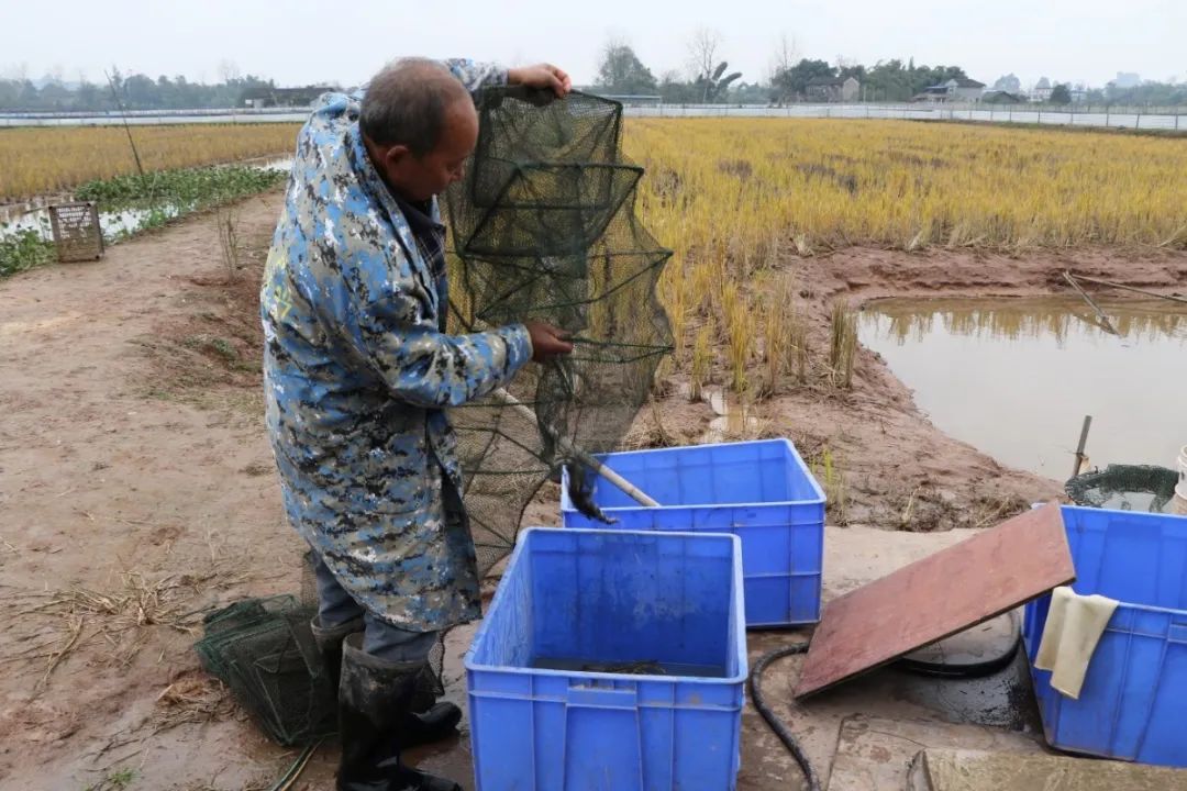 富硒稻蟹大米价格（蟹稻米与普通大米区别）-硒宝网