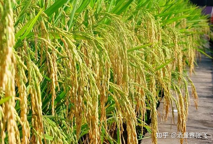 富硒大米有短米吗(富硒大米中的硒指的是什么)-硒宝网