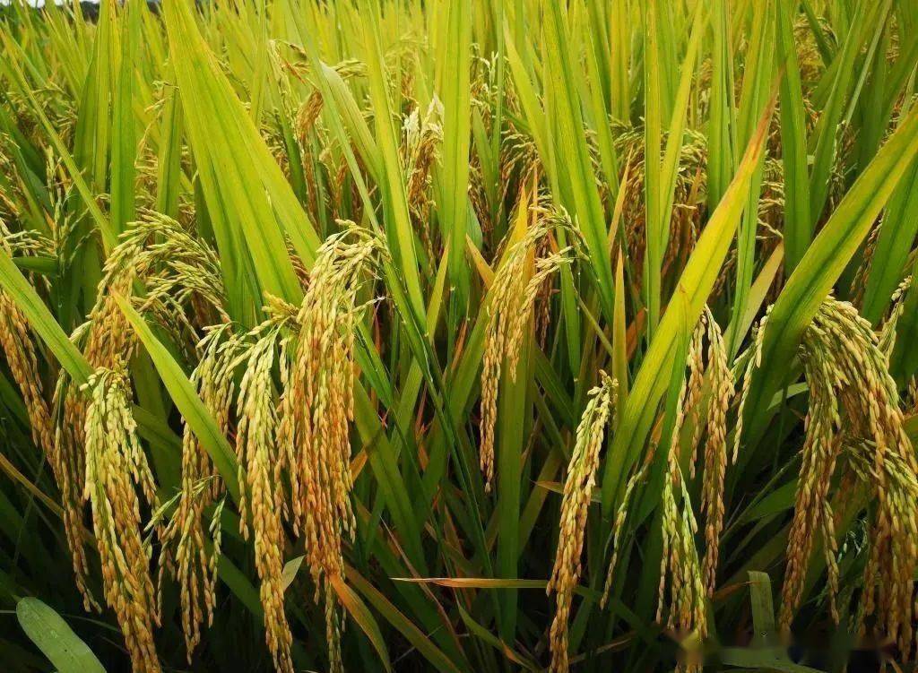 富硒大米有短米吗(富硒大米硒含量超标)-硒宝网