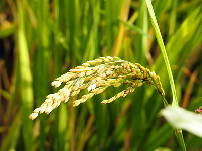 富硒大米有短米吗(富硒大米硒含量超标)-硒宝网