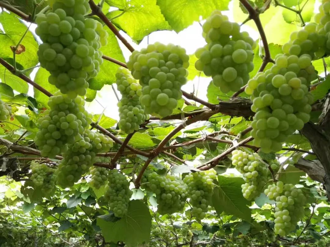 伏尔基河富硒大米(富硒大米真的有用吗)-硒宝网