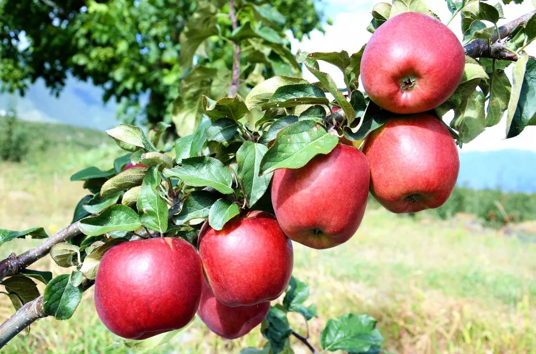 伏尔基河富硒大米(富硒大米真的有用吗)-硒宝网