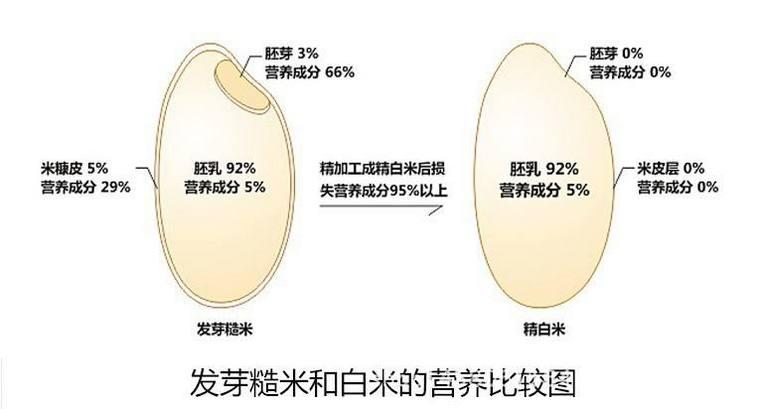 汝湖富硒大米价格(富硒大米多少钱一公斤)-硒宝网