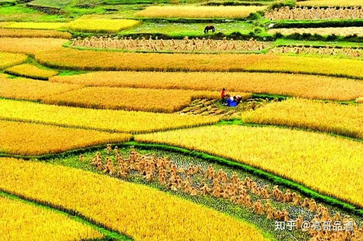 富硒大米有短米吗(富硒大米含硒吗)-硒宝网