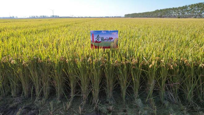 苏垦米业富硒大米(苏垦大米好吃吗)-硒宝网