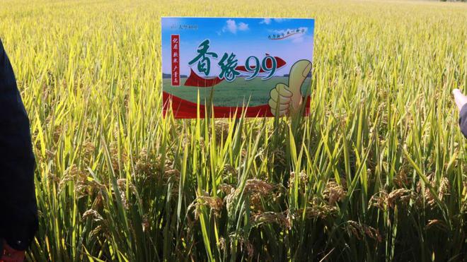 苏垦米业富硒大米(苏垦大米好吃吗)-硒宝网