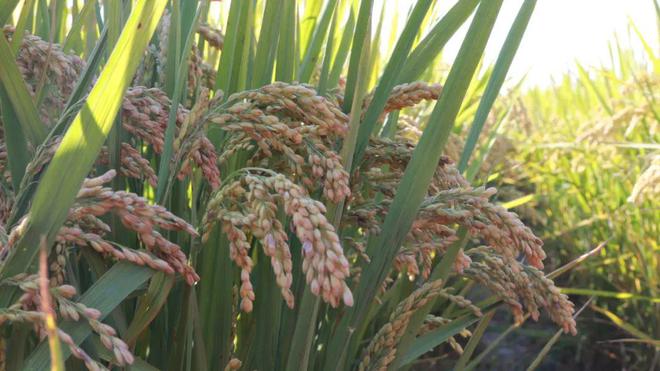 苏垦米业富硒大米(苏垦大米好吃吗)-硒宝网