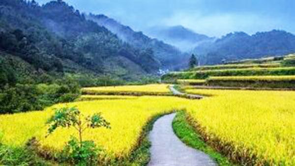 中科大富硒的大米（富硒大米厂家）-硒宝网