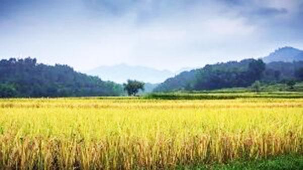 中科大富硒的大米（富硒大米厂家）-硒宝网