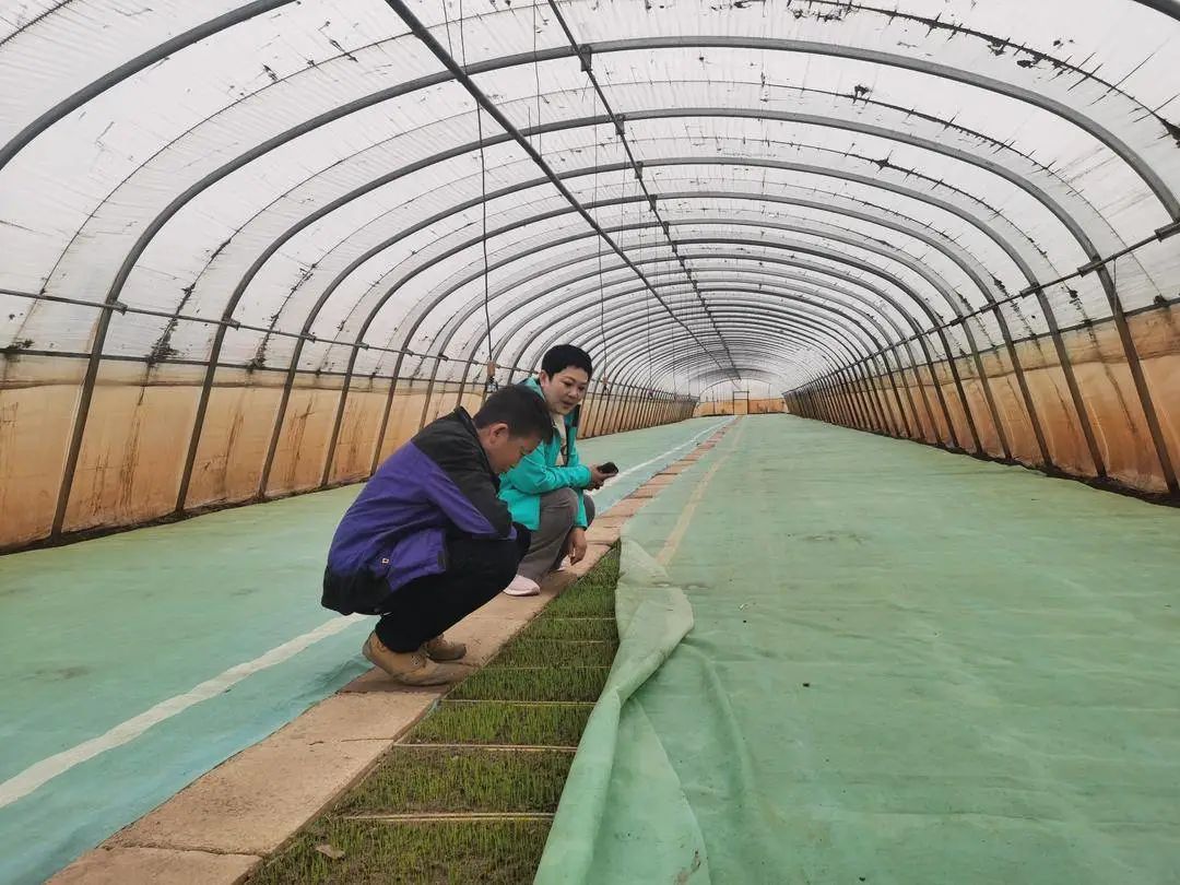 太子河区富硒大米(原阳富硒大米)-硒宝网